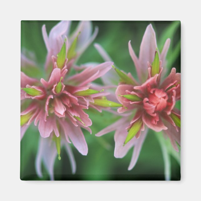 Indian Paintbrush, Banff NP, Alberta, Canada Magnet (Front)