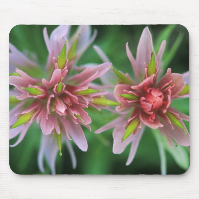 Indian Paintbrush, Banff NP, Alberta, Canada Mouse Pad (Front)
