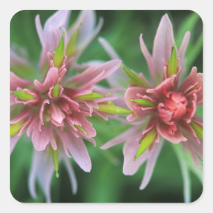 Indian Paintbrush, Banff NP, Alberta, Canada Square Sticker