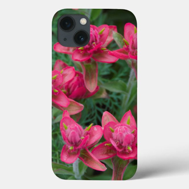 Indian Paintbrush Case-Mate iPhone Case (Back)