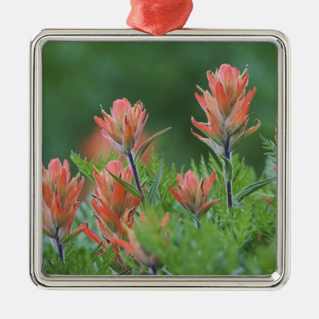 Indian Paintbrush, Castilleja miniata, Ouray, Metal Ornament (Front)