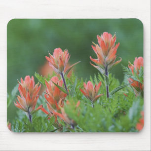 Indian Paintbrush, Castilleja miniata, Ouray, Mouse Pad