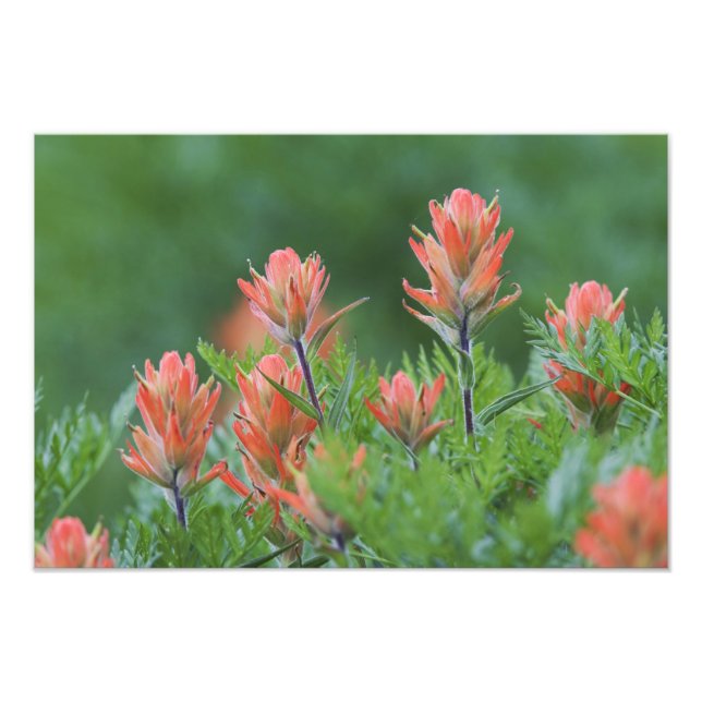Indian Paintbrush, Castilleja miniata, Ouray, Photo Print (Front)