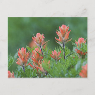 Indian Paintbrush, Castilleja miniata, Ouray, Postcard