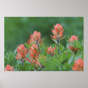 Indian Paintbrush, Castilleja miniata, Ouray, Poster