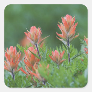 Indian Paintbrush, Castilleja miniata, Ouray, Square Sticker