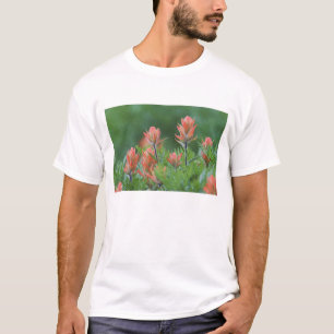 Indian Paintbrush, Castilleja miniata, Ouray, T-Shirt