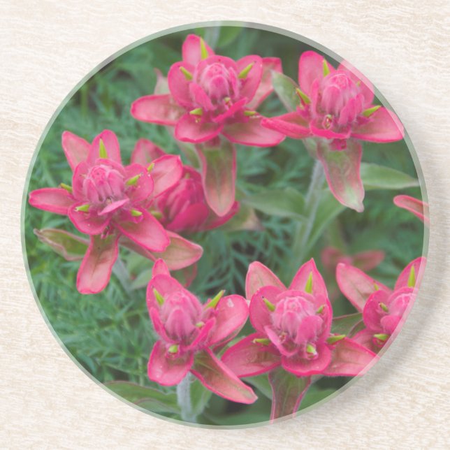 Indian Paintbrush Coaster (Front)