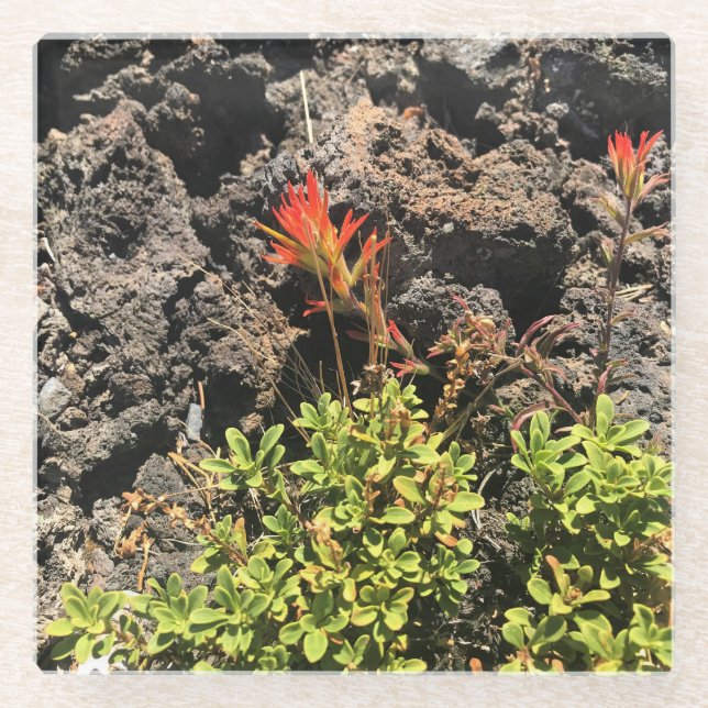 Indian Paintbrush Glass Coaster (Front)