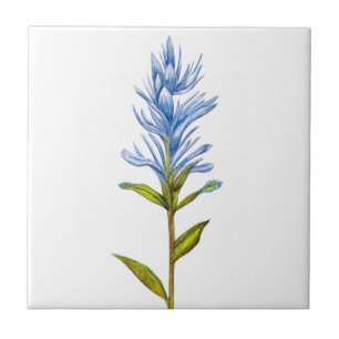 Indian Paintbrush in Blue Ceramic Tile
