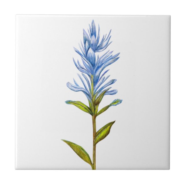 Indian Paintbrush in Blue Ceramic Tile (Front)