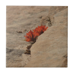 Indian Paintbrush in Rocks at Zion Ceramic Tile