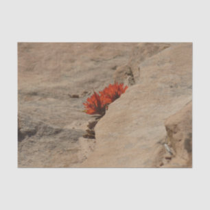 Indian Paintbrush in Rocks at Zion Tissue Paper