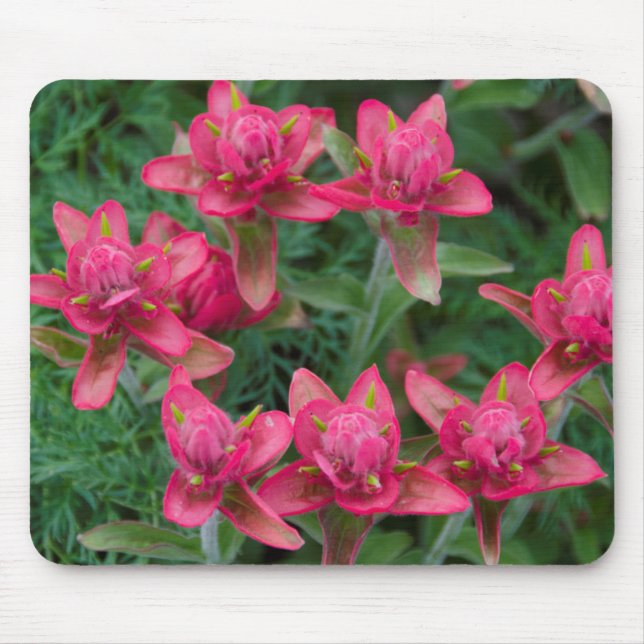 Indian Paintbrush Mouse Pad (Front)
