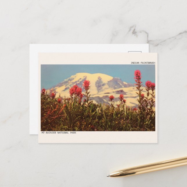 INDIAN PAINTBRUSH, Mt rainer National park gifts Postcard (Front/Back In Situ)