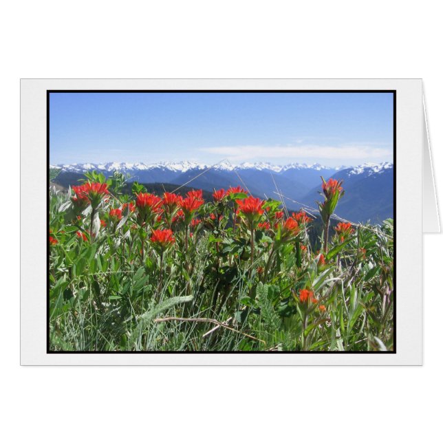 Indian Paintbrush, Olympic National Park (Front Horizontal)