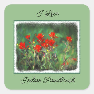 Indian Paintbrush Painting - Original Flower Art Square Sticker