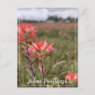 Indian Paintbrush Postcard