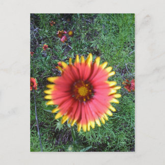 Indian Paintbrush Postcard