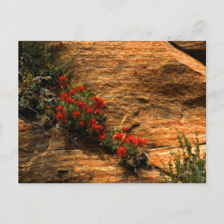 Indian Paintbrush Postcard