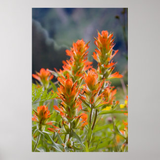 Indian Paintbrush Poster