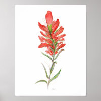 Indian Paintbrush Red Wildflower Art