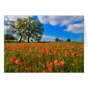 Indian Paintbrush Scene