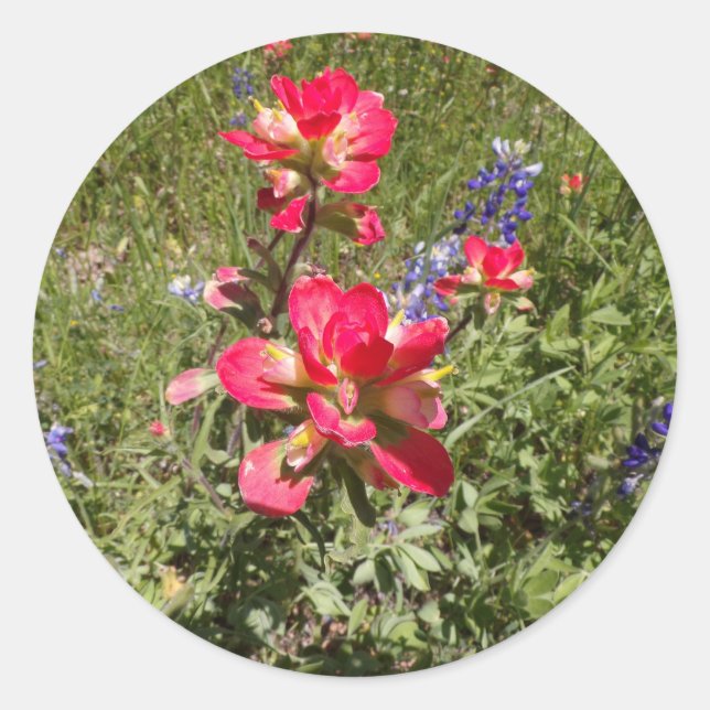 Indian Paintbrush Stickers (Front)