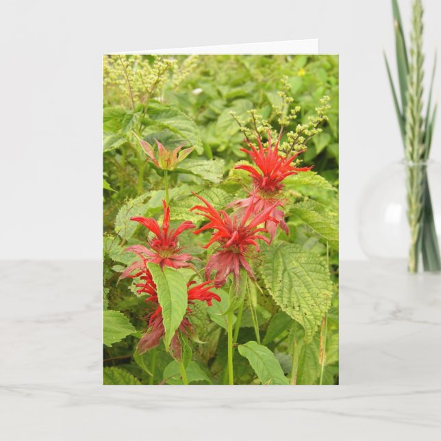 Indian Paintbrush Thank You Card (Front)