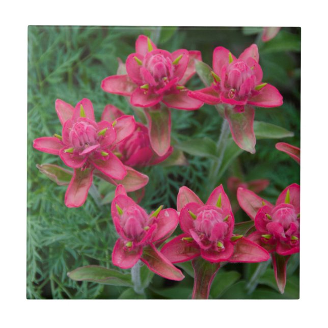 Indian Paintbrush Tile (Front)