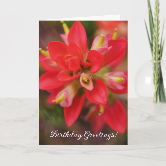 Indian Paintbrush Wildflower Art Birthday Card (Front)