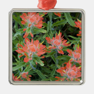 Indian paintbrush wildflowers in the Many Metal Ornament