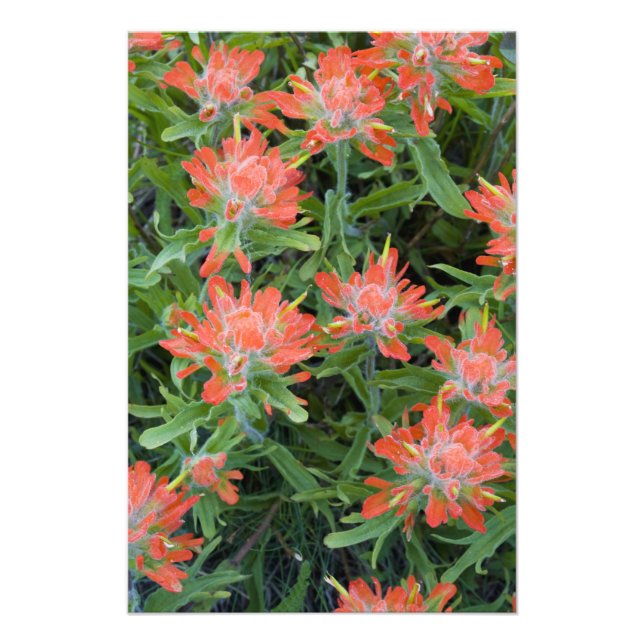 Indian paintbrush wildflowers in the Many Photo Print (Front)