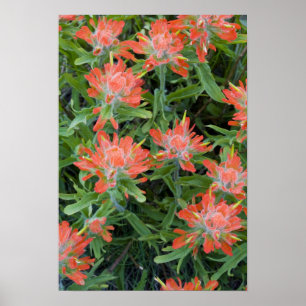 Indian paintbrush wildflowers in the Many Poster