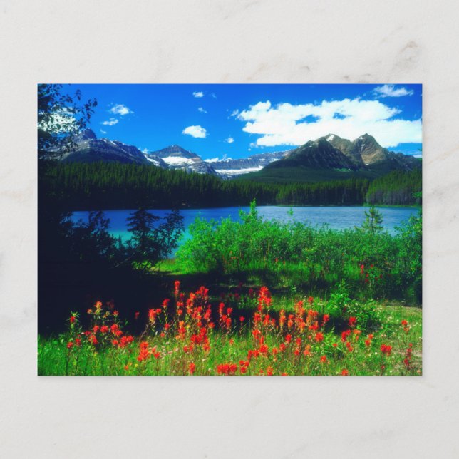 Indian Paintbrush Wildflowers Postcard (Front)