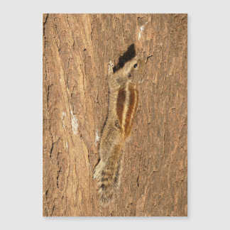Indian Palm Squirrel on a Tree Trunk