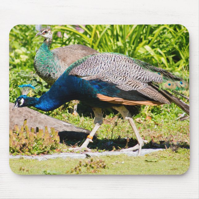 Indian Peacock Mouse Pad (Front)