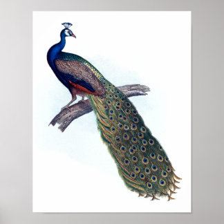 Indian peacock poster