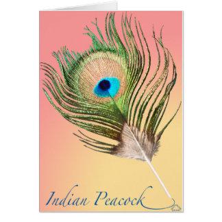 Indian Peacock Tail