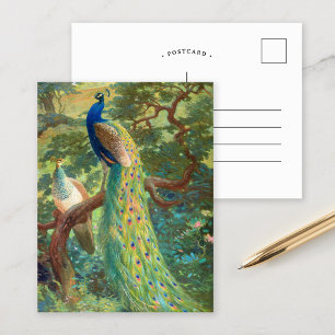 Indian Peafowl   Charles Robert Knight Postcard