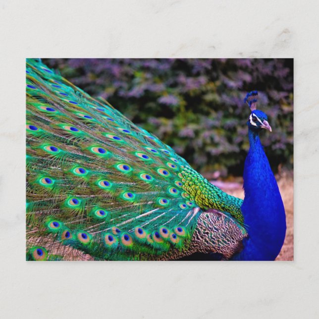 Indian Peafowl (Pavo cristatus) Postcard (Front)