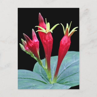 Indian Pink Postcard