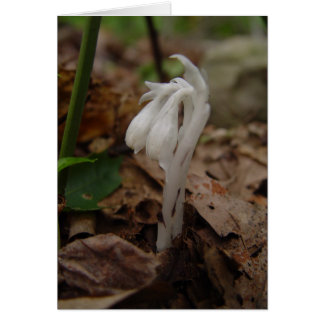 Indian Pipe