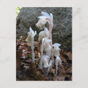 Indian Pipe 27 ~ postcard