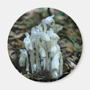 Indian Pipe Wildflowers Nature  Magnet