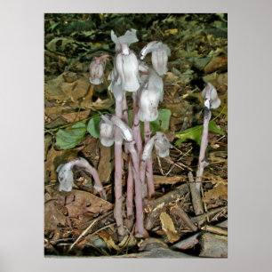 Indian Pipes Poster