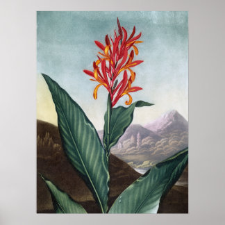 Indian reed, Antique Print by Robert John Thornton