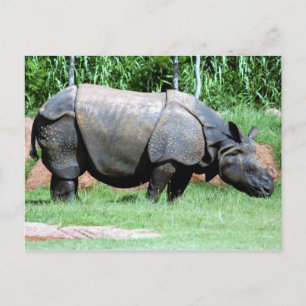 Indian Rhino4x6 Postcard