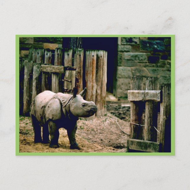 Indian Rhino Postcard (Front)