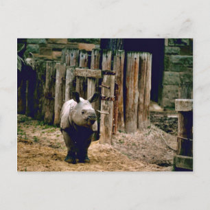 Indian Rhino Postcard